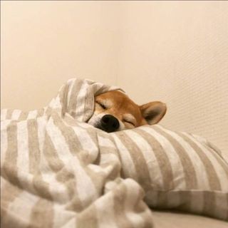 粘土小小