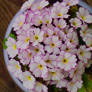 菊小菊