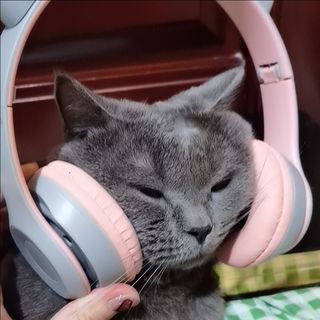 眠儿