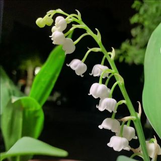 精灵的吊灯