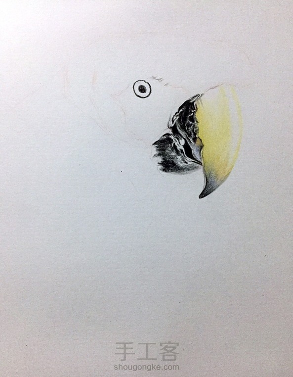 彩铅鹦鹉 第1张