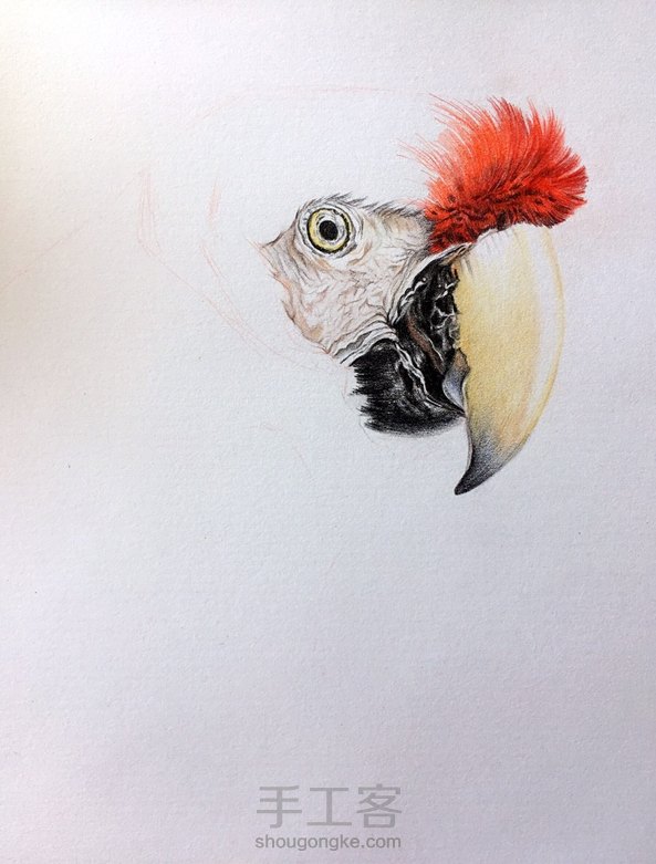 彩铅鹦鹉 第2张