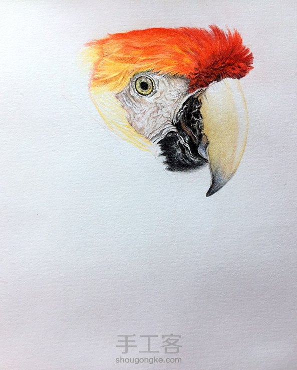 彩铅鹦鹉 第3张