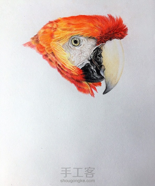 彩铅鹦鹉 第4张
