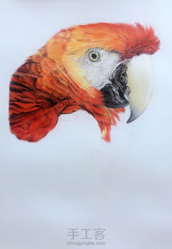 彩铅鹦鹉 第6张