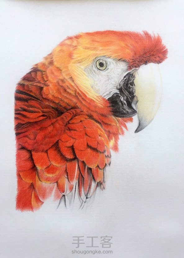 彩铅鹦鹉 第7张