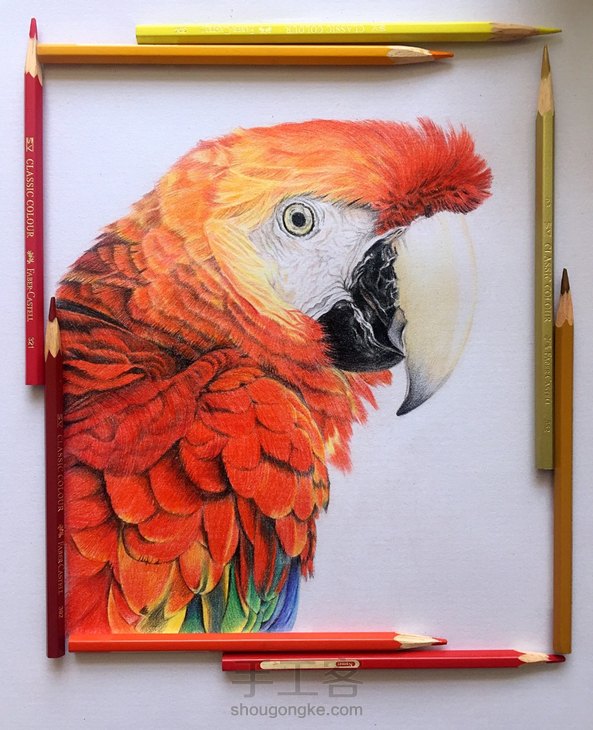 彩铅鹦鹉 第8张