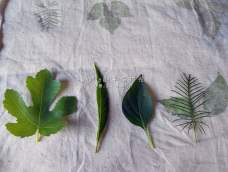 【Shellyli草木染系列】树叶拓染是继茶染之后衍生的另一作品，教程已同步。