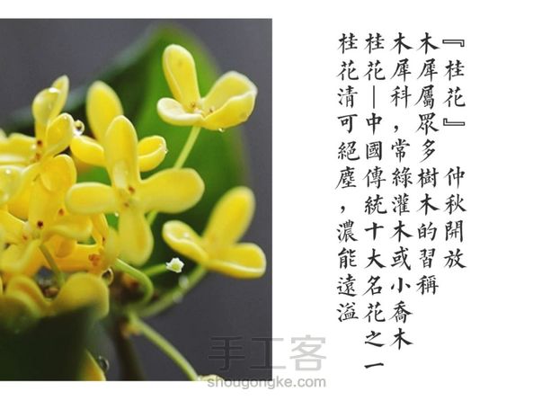 植物干花滴胶项链『桂花』
源于自然   封存美好 第5张