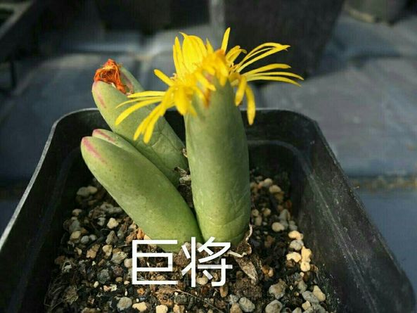 由于基地生石花、肉锥花品种不到50种，花了1年的时间收集些不同时期的图片，这次的教程分享把好些书、百度、淘宝店翻了个N遍，它们太像了，眼神再好看图也是很不好分的。