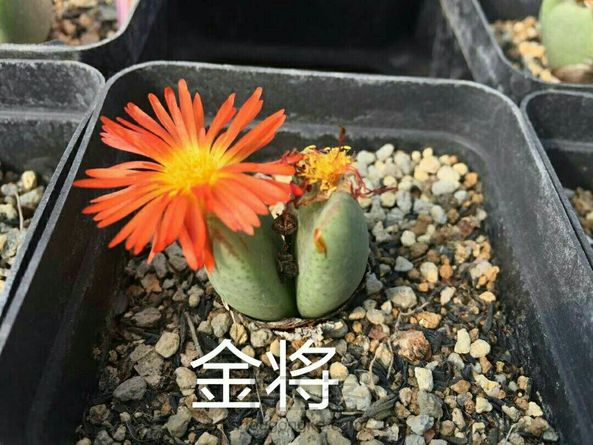 由于基地生石花、肉锥花品种不到50种，花了1年的时间收集些不同时期的图片，这次的教程分享把好些书、百度、淘宝店翻了个N遍，它们太像了，眼神再好看图也是很不好分的。 第1张