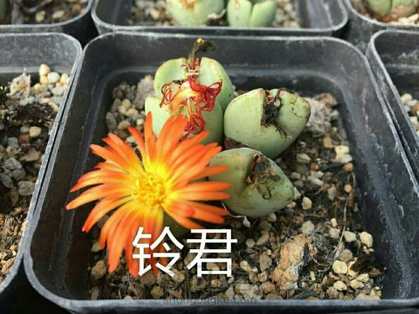 由于基地生石花、肉锥花品种不到50种，花了1年的时间收集些不同时期的图片，这次的教程分享把好些书、百度、淘宝店翻了个N遍，它们太像了，眼神再好看图也是很不好分的。 第2张