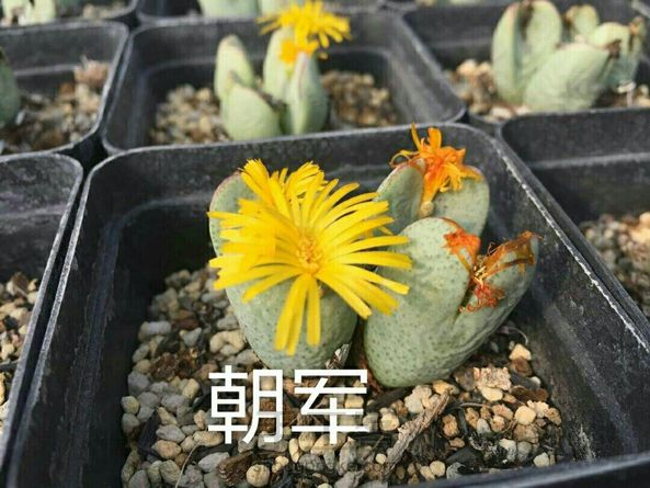 由于基地生石花、肉锥花品种不到50种，花了1年的时间收集些不同时期的图片，这次的教程分享把好些书、百度、淘宝店翻了个N遍，它们太像了，眼神再好看图也是很不好分的。 第3张