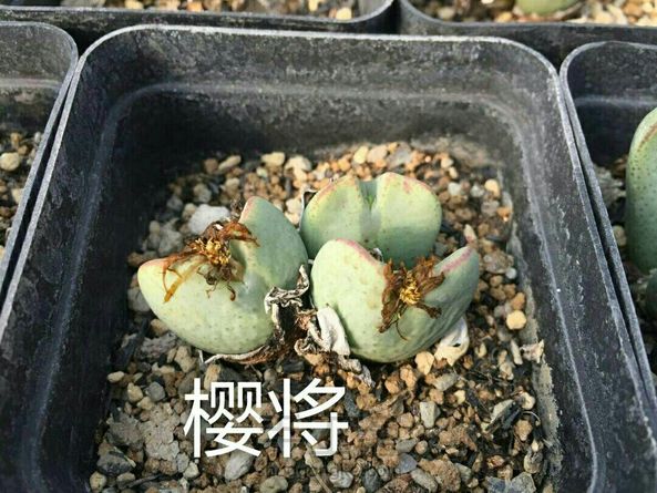 由于基地生石花、肉锥花品种不到50种，花了1年的时间收集些不同时期的图片，这次的教程分享把好些书、百度、淘宝店翻了个N遍，它们太像了，眼神再好看图也是很不好分的。 第4张