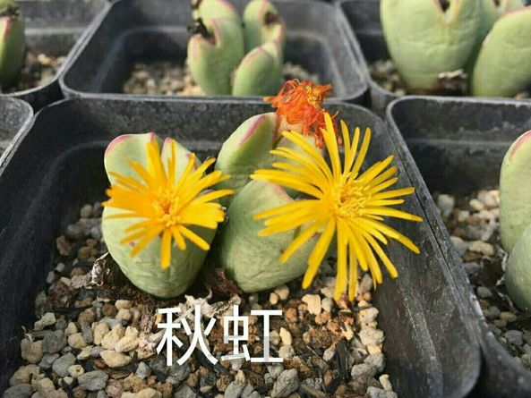 由于基地生石花、肉锥花品种不到50种，花了1年的时间收集些不同时期的图片，这次的教程分享把好些书、百度、淘宝店翻了个N遍，它们太像了，眼神再好看图也是很不好分的。 第6张