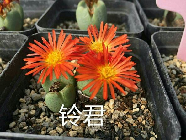 由于基地生石花、肉锥花品种不到50种，花了1年的时间收集些不同时期的图片，这次的教程分享把好些书、百度、淘宝店翻了个N遍，它们太像了，眼神再好看图也是很不好分的。 第8张