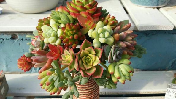 2017年从“心出发，继续分享多肉植物魅力，会以花艺作品为主，先分享第一个作品——新娘手捧花。