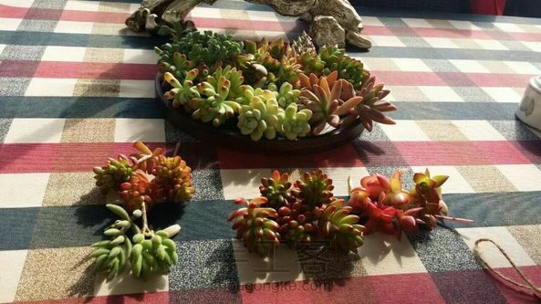 2017年从“心出发，继续分享多肉植物魅力，会以花艺作品为主，先分享第一个作品——新娘手捧花。 第2张