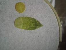 交作业O(∩_∩)O。还好多多练习。。。这个是用棉线绣的，这种精细的绣法真不能用棉麻布料绣。