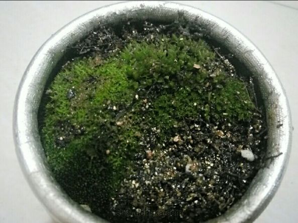一直想种点东西，但又不知道种什么好，直到看到大触的苔藓种植，于是我模仿了一下，感觉没有用玻璃瓶有意境，长大点应该会好看吧，快快长大😘😘😘 第2张