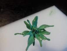 撸了一朵绿花。指甲油只有绿的了。
