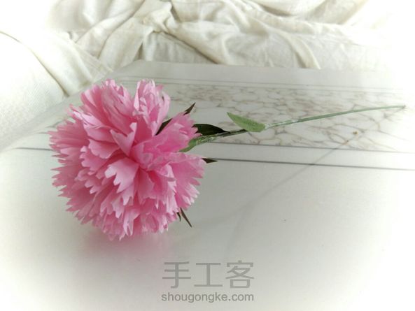 康乃馨(๑•̀ω•́๑) 第1张