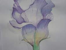 第一次画水彩花卉，不知道说什么了(´ﾟдﾟ)，画成这个样子，感谢茅夫人的详细教程(╭￣3￣)╭♡