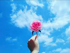 丝带玫瑰配上蓝蓝的天空，拍起来好看的不像话
