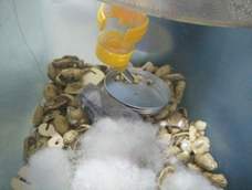 我家仓鼠球球最喜欢吃苹果籽了,没什么问题,我还放了木头玩具的零件,你是卖仓鼠的吗?😓