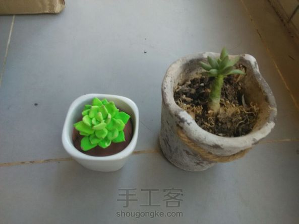 颜色太亮了？图二是真多肉和粘土多肉对比~ 第1张