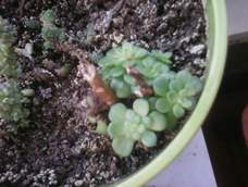 被我养残了的多肉