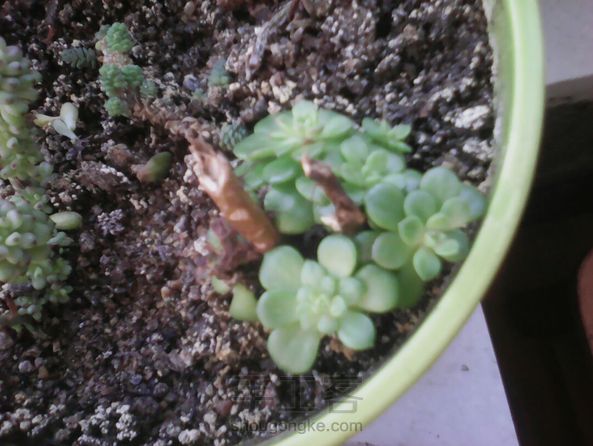 被我养残了的多肉