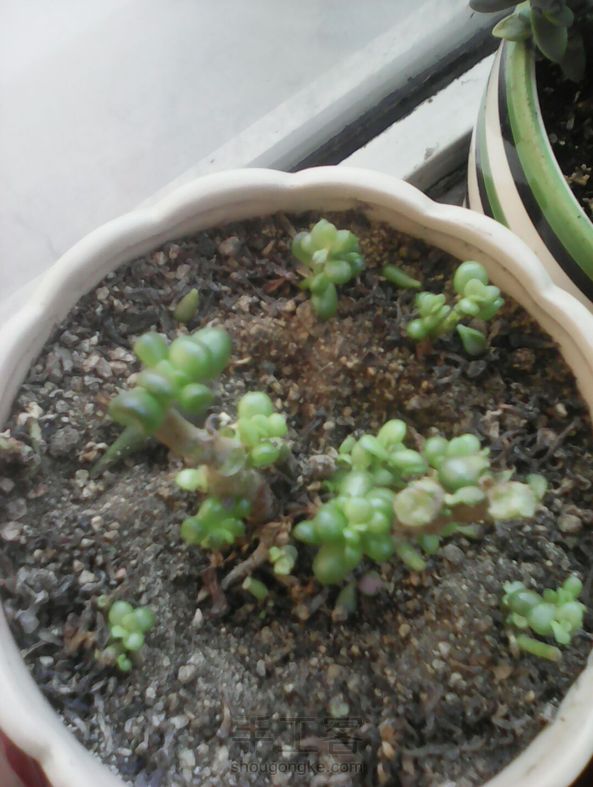 被我养残了的多肉 第1张