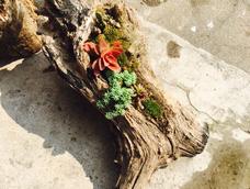 这次回老家,发现肉肉长得不错,苔藓有部分死亡,还有部分顽强的活着,放走廊非常漂亮,大家可以试试,详细做法可见之前的教程,非常简单