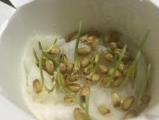 朋友们 这个猫草成活率惊人啊 我瞎折腾的水培都发芽了