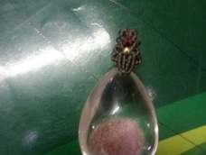 以学习，非常漂亮，也非常实用，老师出的每次都是精品！