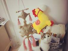 哈哈哈，猫咪喜欢，感谢教程