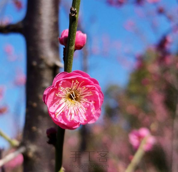 年华灼灼艳桃李
结发簪花配君子～

这美好的春天呀！ 第3张