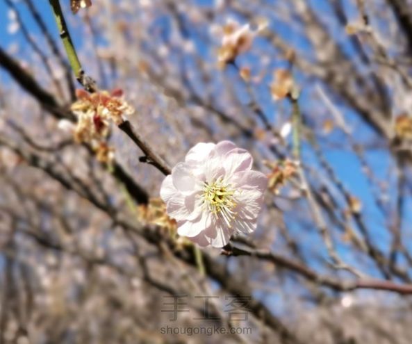 年华灼灼艳桃李
结发簪花配君子～

这美好的春天呀！ 第4张