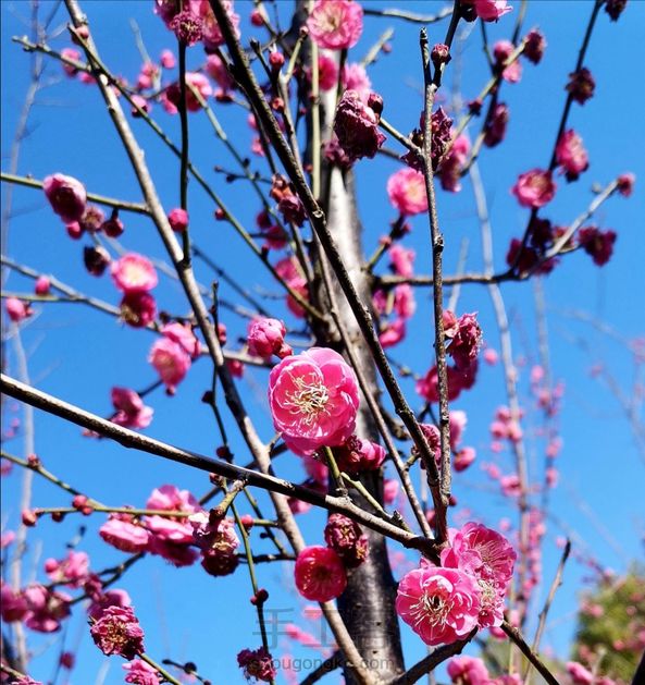 年华灼灼艳桃李
结发簪花配君子～

这美好的春天呀！ 第5张