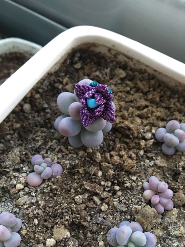 第一朵迷你莲！ 第2张