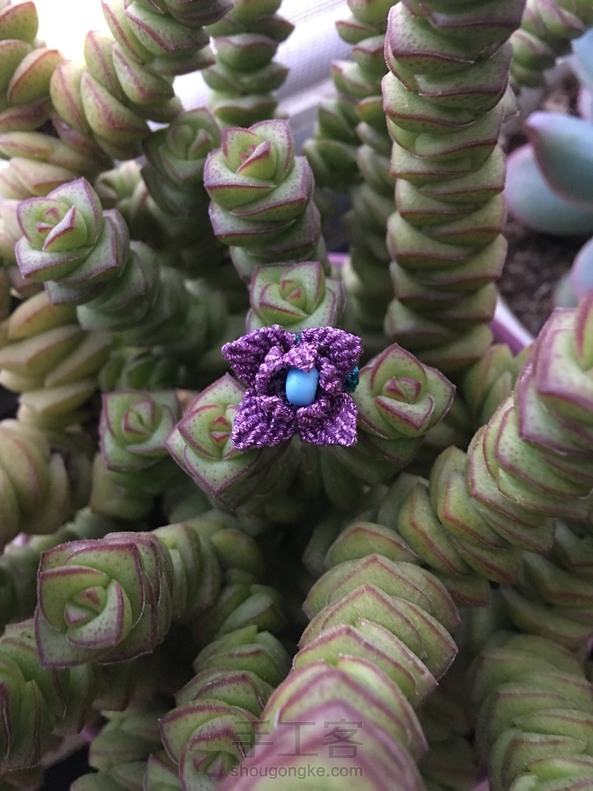 第一朵迷你莲！ 第3张