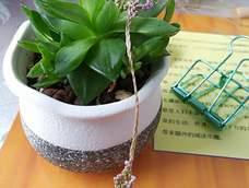 做的不好,不知道是不是我用的蜡线粗了还是怎么回事,家里的珠子都塞不进去,干脆就不用珠子了吧~当书签是很好的选择~