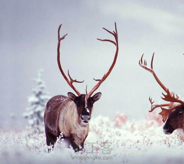 你们猜一猜这是什么动物