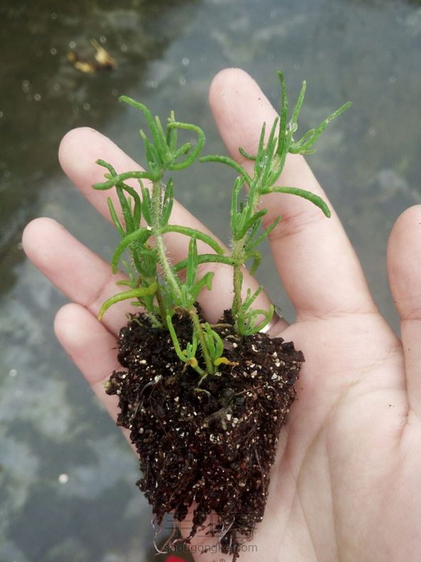 湖北这两个月一直下雨，扦插生根的长的都特别慢。图一二是枝干番杏，也是可以扦插的。