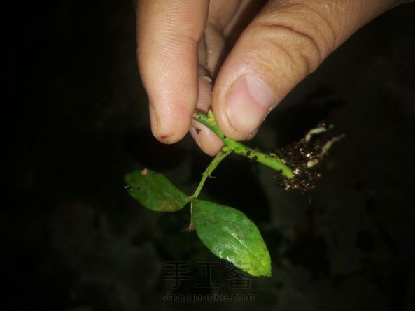 湖北这两个月一直下雨，扦插生根的长的都特别慢。图一二是枝干番杏，也是可以扦插的。 第3张