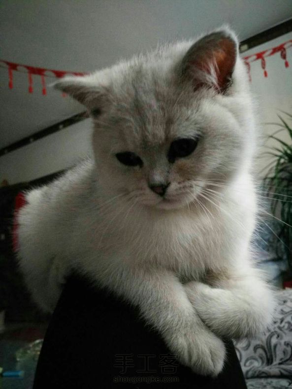 小茶的新衣裳^O^竟然过年新衣都脱到过年前几天才准备！最后家里两只小萌宝凑图～ 第7张