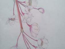 第一次画,感觉还可以。