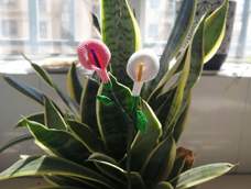 很逼真的马蹄莲