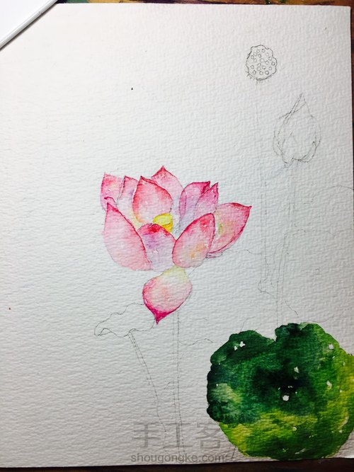 荷花 第5步